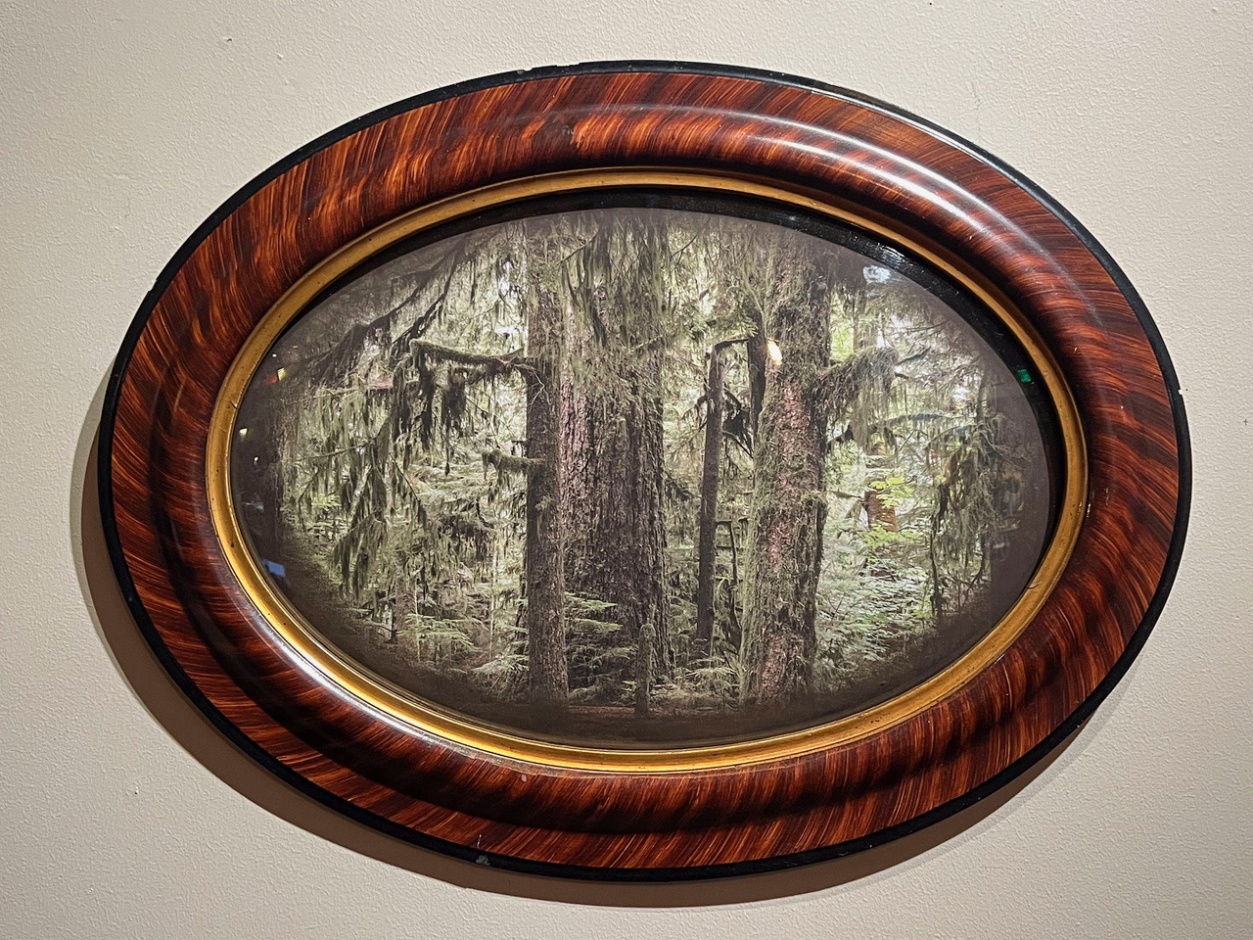 4 Carmanah Walbran Vancouver Island BC